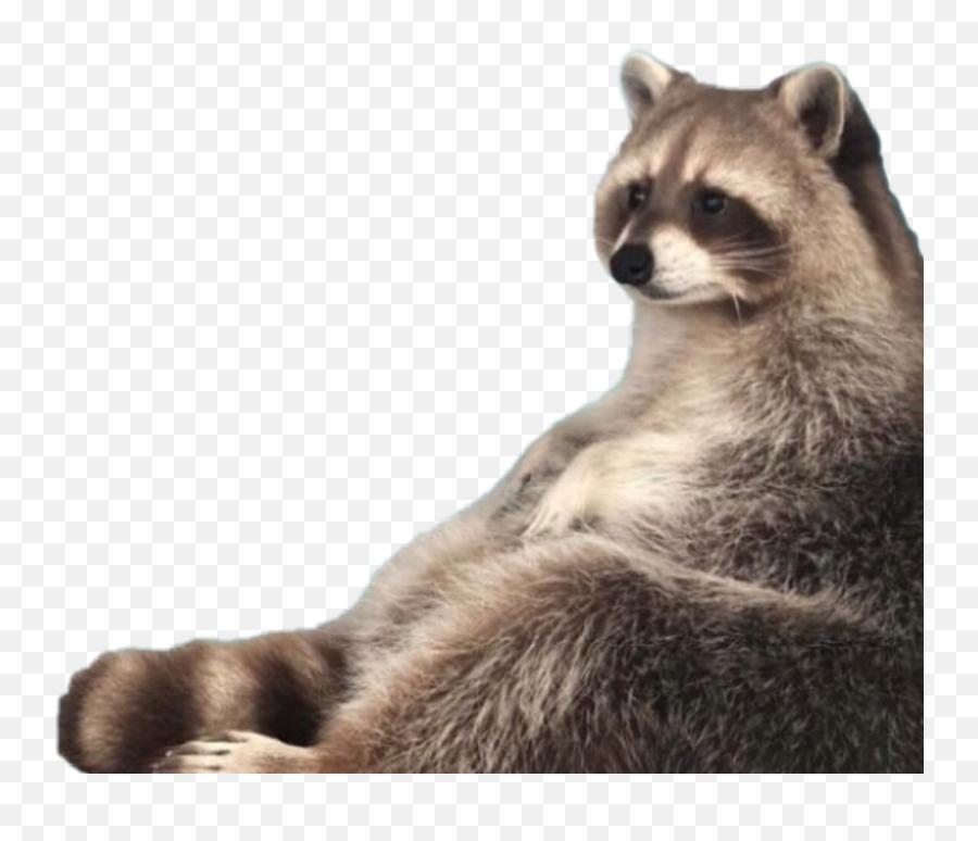 Raccoon Meme Fat Chubby Racoon Lol - Am Trash Raccoon Meme Png,Raccoon Transparent Background
