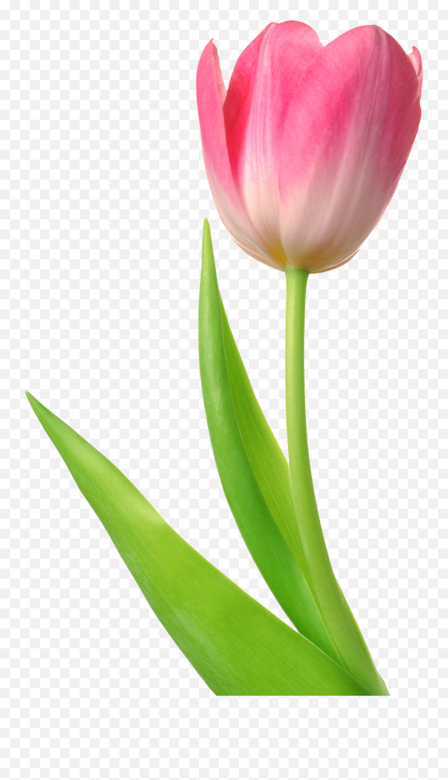 Tulip - Tulip Png,Tulips Png