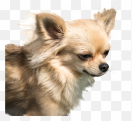 Dog Chihuahua Exemption - De Chiwawa Png,Chihuahua Png