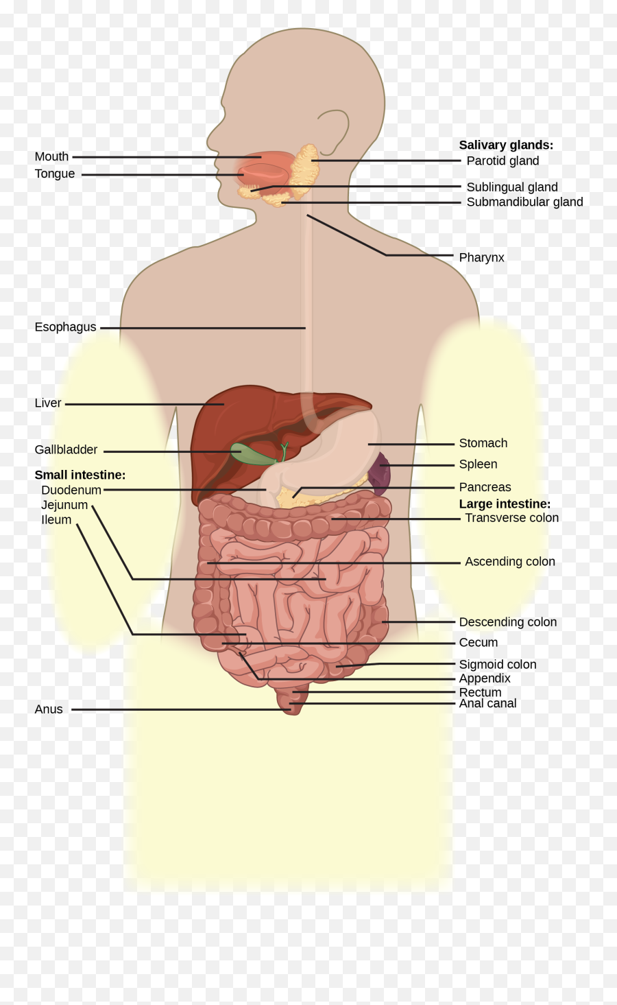 Digestive System Png - Gizzard In Human Body,Digestive System Png
