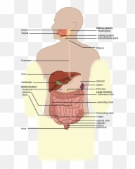 Digestive System Png - Gizzard In Human Body,Digestive System Png