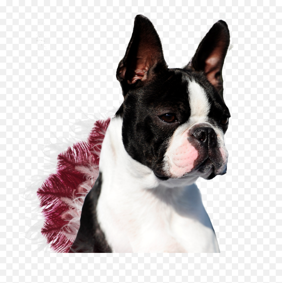 Download Boston Terrier Png Image With - Champion Boston Terrier,Boston Terrier Png