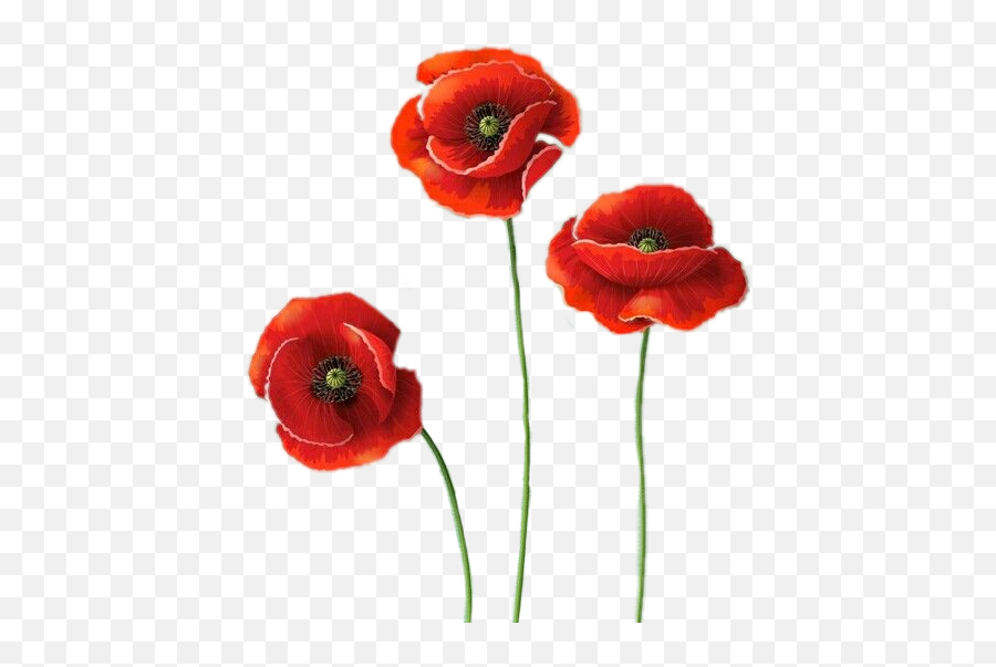Flower - Poppy Images Free Download Png,Poppies Png