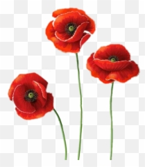 Flower - Poppy Images Free Download Png,Poppies Png