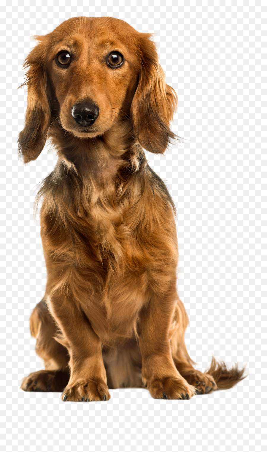 Cute Dog Png Clip Art - Cute Dog Png,Funny Dog Png