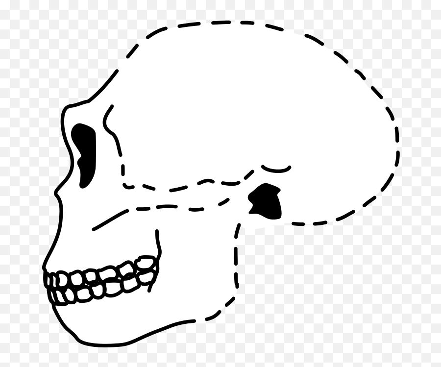 Antecessor Skull - Homo Erectus Skull Png,Skull Png Transparent