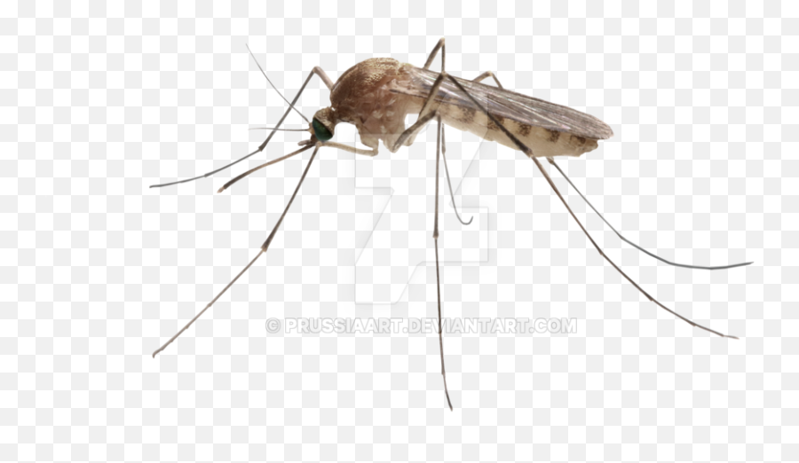 Download Free Png Insect Mosquito - Mosquito Transparent Background,Mosquito Transparent