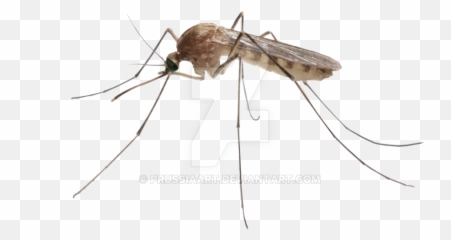 Download Free Png Insect Mosquito - Mosquito Transparent Background,Mosquito Transparent