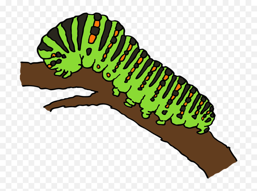 Download Free Png Background - Caterpillartransparent Dlpngcom Caterpillar Of Butterfly Clipart,Caterpillar Transparent Background