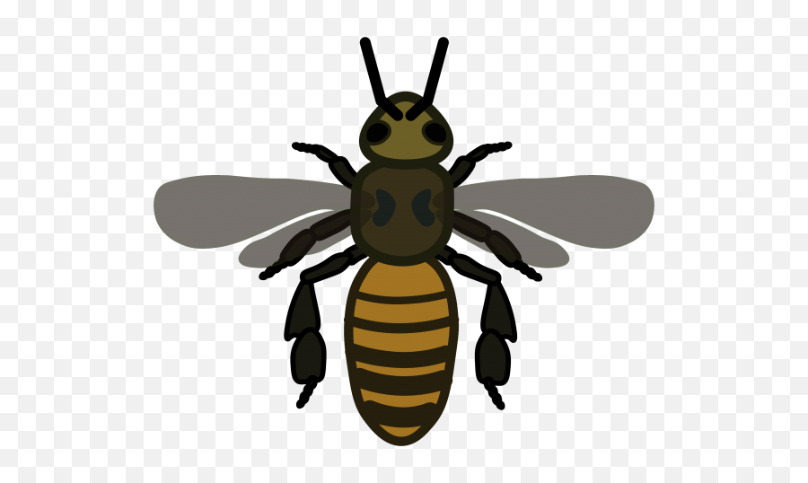 How To Identify Bees U2013 Wisconsin Pollinators Uwu2013madison - Parasitism Png,Honeybee Icon