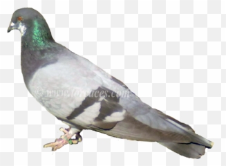 Download La Paloma Ternano Con Barras - Palomas Grises Png,Paloma Png