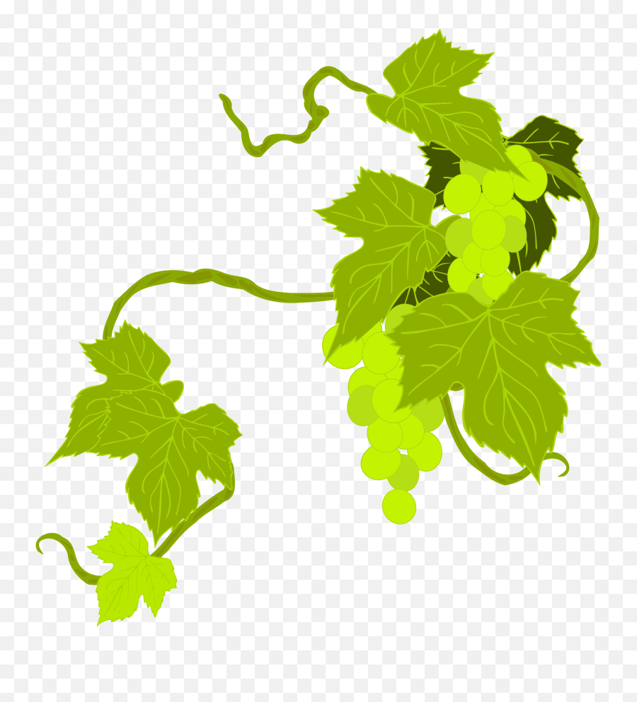 Download Hd This Free Icons Png Design Of Grapes - Winemaker Png,Grapes Png