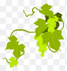 Download Hd This Free Icons Png Design Of Grapes - Winemaker Png,Grapes Png