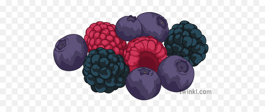 Berries Illustration - Berries Illustration Png,Berries Png