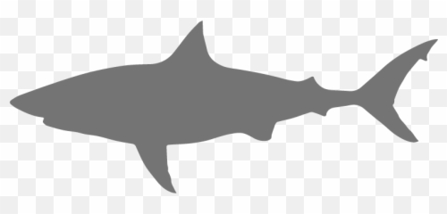 Save The Sharks Csu - Silhouette Grey png