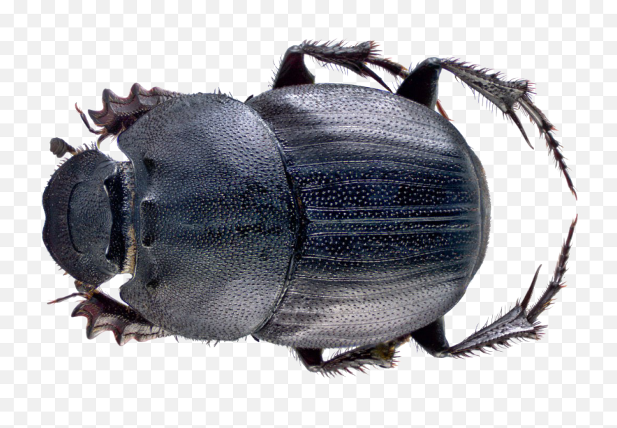 Dung Beetle Png File - Dung Beetle In Malaysia,Beetle Png