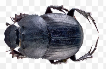 Dung Beetle Png File - Dung Beetle In Malaysia,Beetle Png