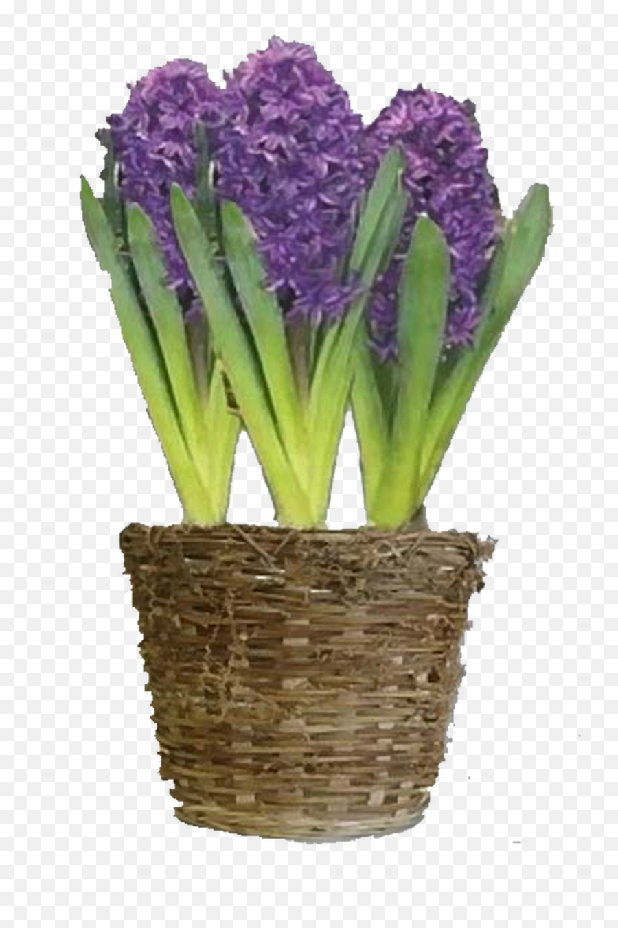 Purple Hyacinth Flower Bulb Gift Basket - Hyacinth Png,Basket Transparent