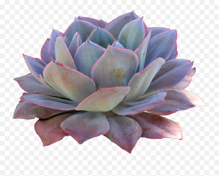 Bouquet Of Succulents Transparent Png - Succulent Png,Succulents Png