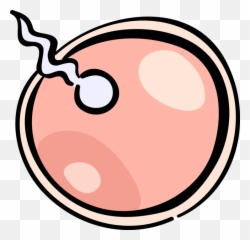 Sperm Fertilizing Egg Royalty Free - And Clipart png