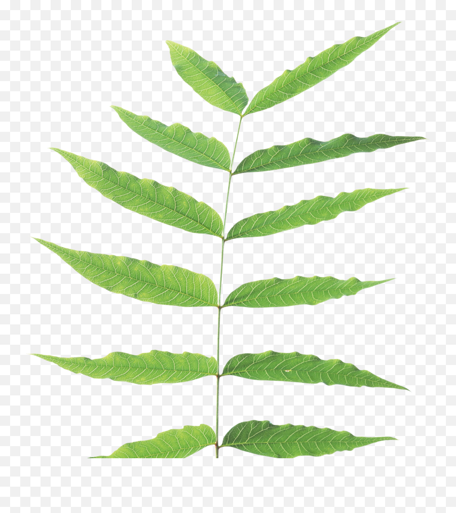 Green Leaves Png Image - Purepng Free Transparent Cc0 Png Plant Stem Png,Foliage Png