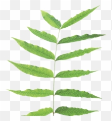 Green Leaves Png Image - Purepng Free Transparent Cc0 Png Plant Stem Png,Foliage Png
