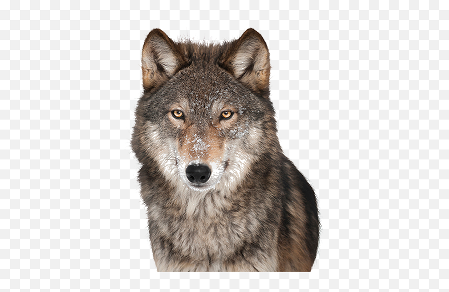 Dog Breed Puppy Companion - Wolf With Transparent Background Png,Wolf Head Png