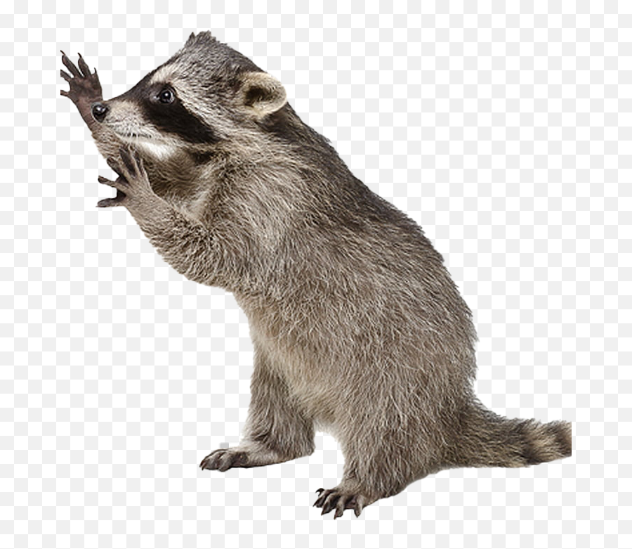 Raccoon Png Photo Image Play - Racoon With No Background,Raccoon Transparent Background