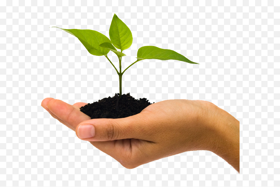 Plant Growth Png Clipart - Plant With Hand Png,Growing Plant Png