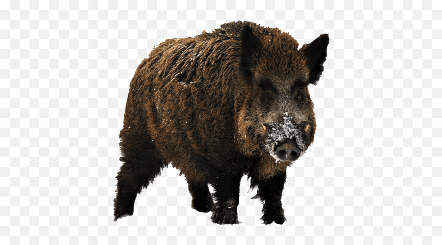 Wild Boar - Transparent Wild Boar Png,Hog Png