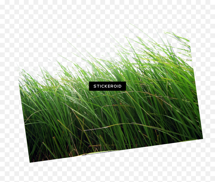 Download Grass Green Nature Png