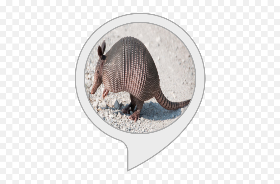 Armadillo Facts Amazonin Alexa Skills - Body Soul And Spirit Png,Armadillo Png