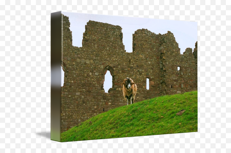 Ram And Castle Wall Wales United Kingdom By Rich Delmastro - Ruins Png,Castle Wall Png
