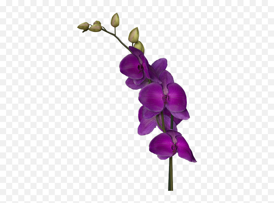 Purple Flowers Download Png Image - Dark Purple Flowers Png,Purple Flowers Png