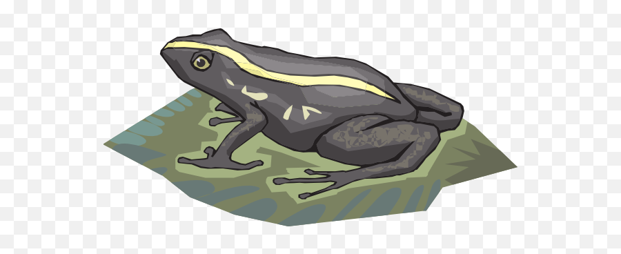 Transparent Frog - Amphibians Png,Lily Pad Png