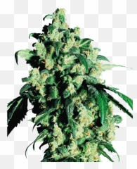 Temperate Continental - Super Skunk Sensi Seeds png