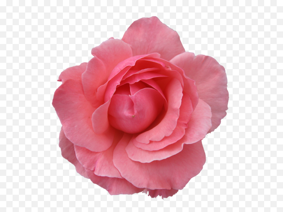 Pink Rose - Pink Rose With Transparent Background Png,Real Rose Png