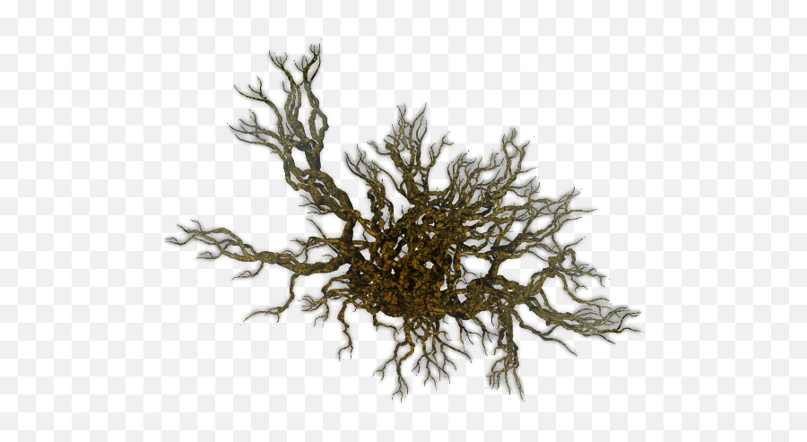 Transparent Png Image - Seaweed Top View Png,Tree From Above Png