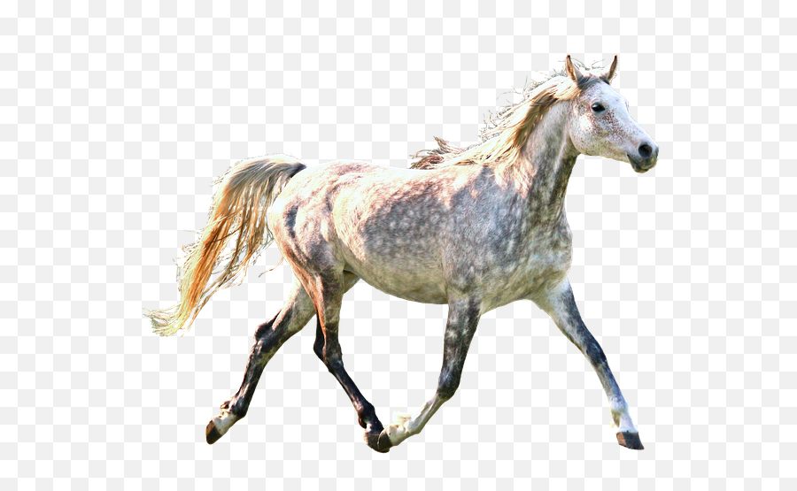 Horse Trotting Dapple - Free Image On Pixabay Horse Trotting Transparent Background Png,Horse Running Png