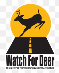 Rutting Season Is Here Watch For Deer Tranbc - Language png