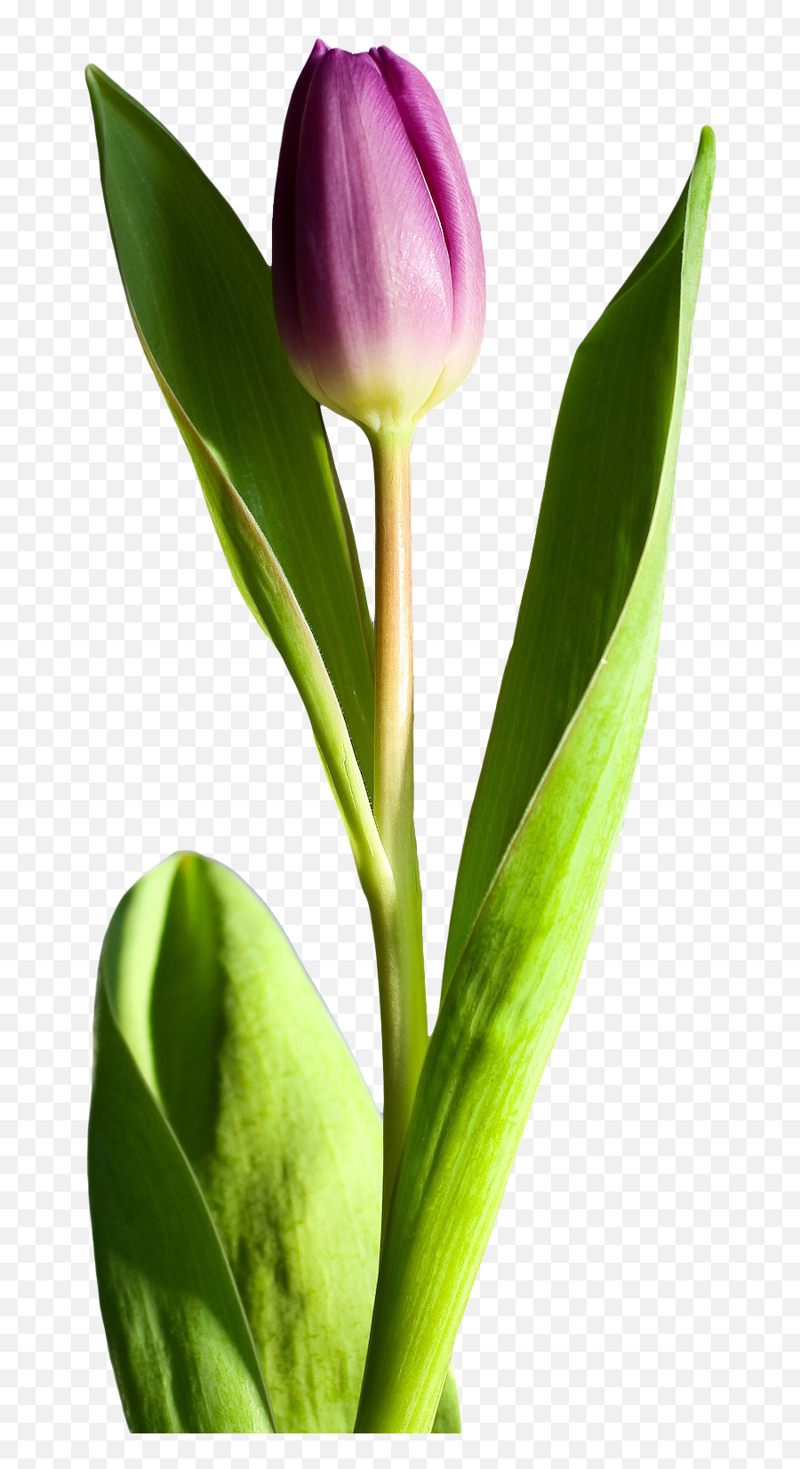 Tulip Flower Png Transparent Image - Flowers Png,Tulip Transparent