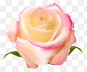 Pink Rose Clipart Gulab - And Yellow Png Full
