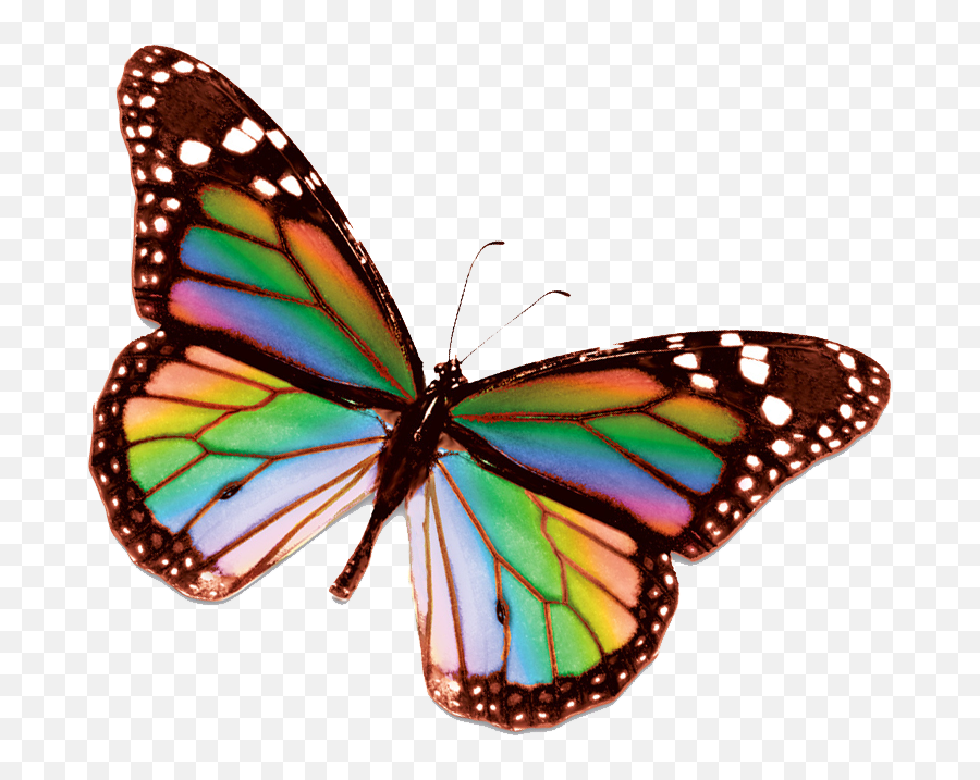 Raonbow Butterfly Png - Google Search Rainbow Butterfly Rainbow Butterfly Transparent Background,Monarch Butterfly Png