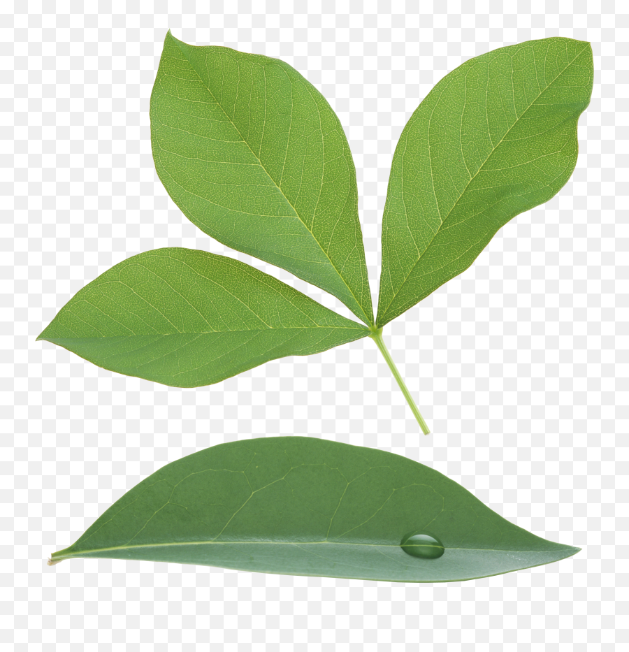 Green Leaves Plant - Herbal Leaves Png Transparent,Foliage Png