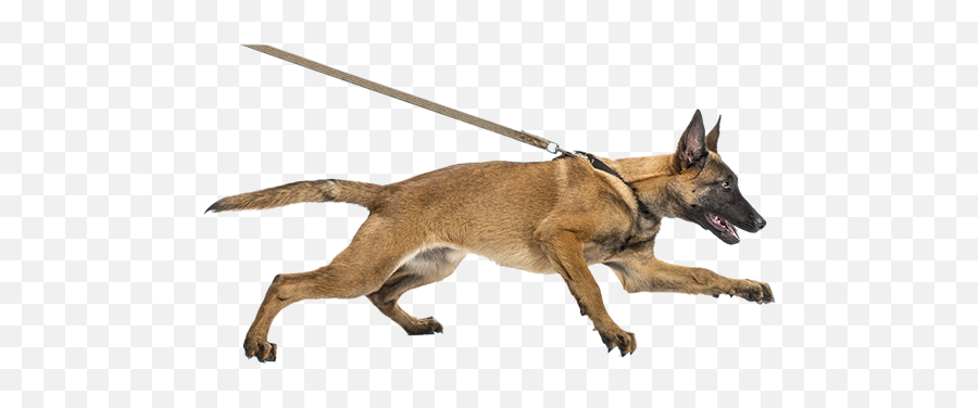 Dog - Pullingontheleash Dog Behaviour Png,Leash Png