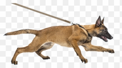 Dog - Pullingontheleash Dog Behaviour Png,Leash Png