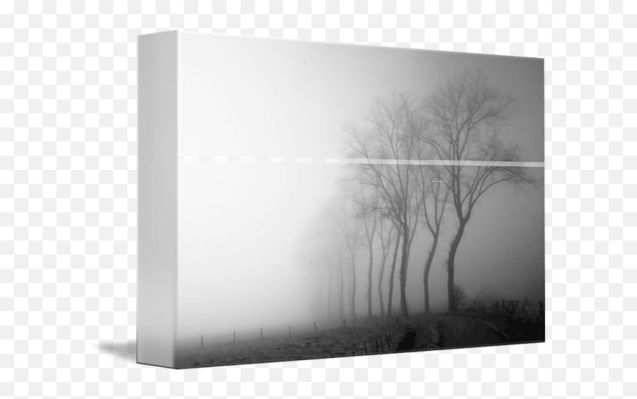 Treeline In The Fog By Jurgen Png