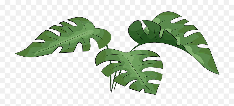 Monstera Leaves Clipart - Vector Monstera Leaf Png,Monstera Leaf Png