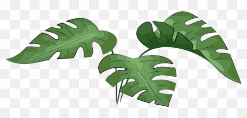 Monstera Leaves Clipart - Vector Leaf Png