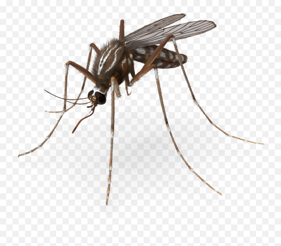 Mosquito Pest Control Royalty - Mosquito Animated Png,Mosquito Transparent Background